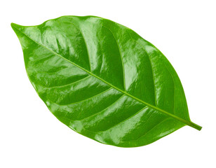 Obraz premium Coffee plant leaves isolated on transparent background