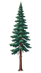  Illustration of a tall and slender pine tree