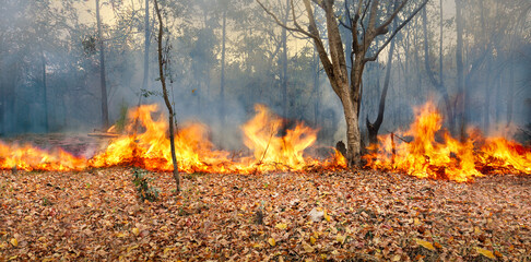 Wildfire burning on dry leaves need a  Firebreak in the tropical forest floor.