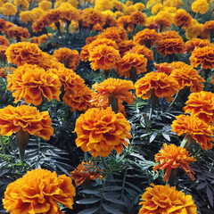 Elegant and fresh yellow flower in a field.