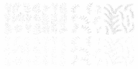 Delicate fern fronds gracefully patterned in a grayscale botanical illustration © Ramanath