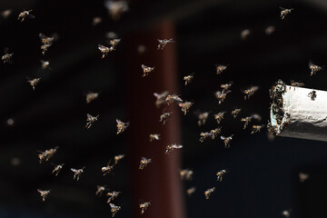 many stingless bee flying on the air