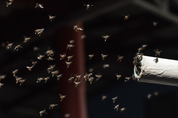 many stingless bee flying on the air