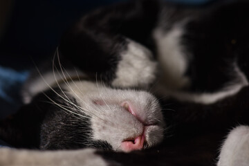 The black and white cat is sleeping during the day