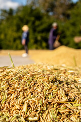 Vertical close-up shot of freshly harvested paddy rice grains in the foreground. Workers collecting the crop are intentionally blurred in the background, symbolizing agricultural labor.