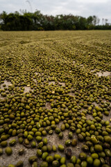 Close-Up of Dried Mung Beans Spread for Drying, Creating a Textured Pattern.