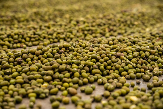 green mung beans drying in the sun. The tiny legumes create a dense, organic, and textured background, ideal for food or agriculture concepts.