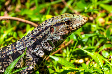 Lizard gecko iguana reptile on ground and grass in Brazil.