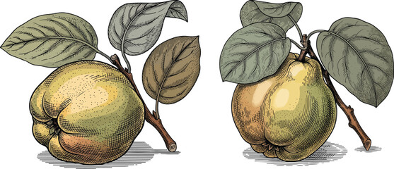 Naklejka premium Quince Fruit With Botanical Leaves Vintage Engraving Style Natural Food Illustration Vector Art Set