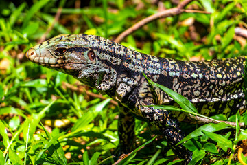 Lizard gecko iguana reptile on ground and grass in Brazil.