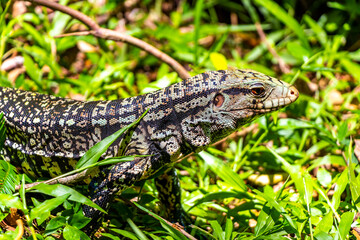 Lizard gecko iguana reptile on ground and grass in Brazil.