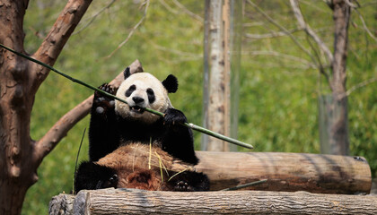 Giant panda eating bamboo in the zoo © lzf
