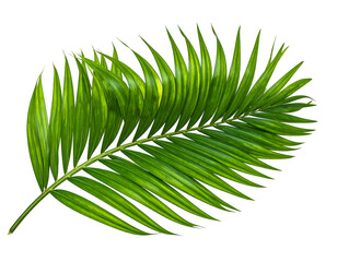 Obraz premium Vibrant green tropical frond with a detailed, realistic texture on black