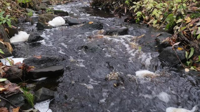 muddy foamy forest stream flows over rocks and autumn leaves with a splash and a murmur