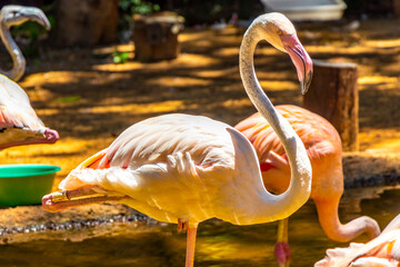 Pink Greater Flamingo Flamingos bird birds in tropical nature Brazil.