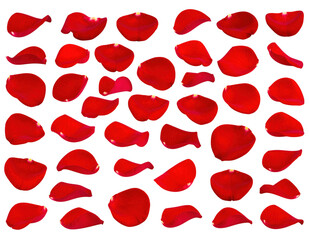 Fototapeta premium set of red rose petals isolated