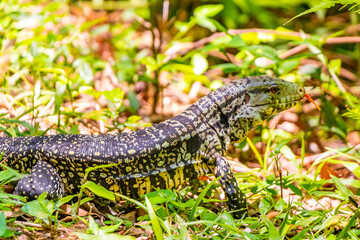 Obraz premium Lizard gecko iguana reptile on ground and grass in Brazil.