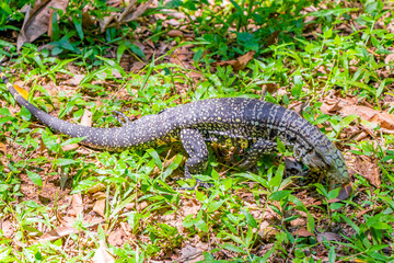 Lizard gecko iguana reptile on ground and grass in Brazil.