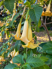 Brugmansia aurea, the golden angel's trumpet  is native to Ecuador
