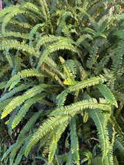 Nephrolepis cordifolia also known as fishbone fern or tuberous sword fern.