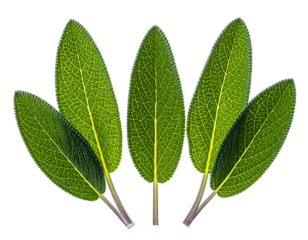 Five textured green leaves fanned out against a black background