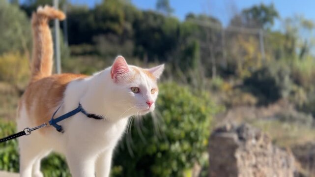 Italien bei Sanremo Ligurien im Fr&uuml;hling