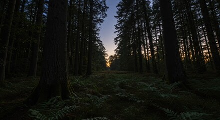 Obraz premium A sunlit path through a dense forest at twilight