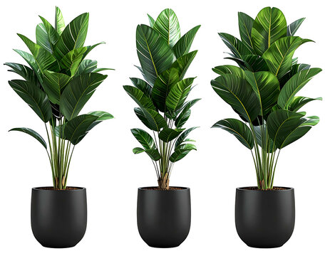 Three lush green houseplants in dark modern planters