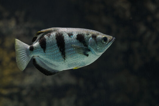 Five‑spot archerfish under the water surface.
