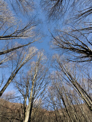 Blue sky seen from below through the dense, bare canopy of forest trees.