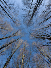 Blue sky seen from below through the dense, bare canopy of forest trees.