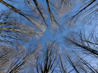 Blue sky seen from below through the dense, bare canopy of forest trees.