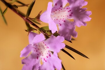 Close-up of Snake Bush (Hemiandra pungens) flowers on stem, South Australia © Wattlebird
