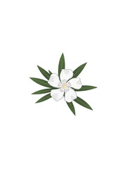 A white flower with green leaves isolated on white background.