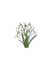 Bouquet of delicate white snowdrop flowers on a white background