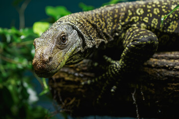 Detail of the head of the Papuan monitor lizard.
