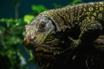Detail of the head of the Papuan monitor lizard.
