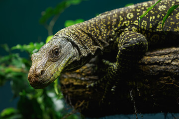 Detail of the head of the Papuan monitor lizard.
