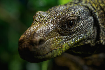 Detail of the head of the Papuan monitor lizard.
