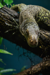 Detail of the head of the Papuan monitor lizard.

