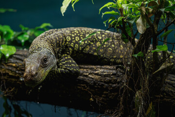 Detail of the head of the Papuan monitor lizard.
