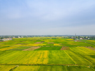 Fototapeta premium Aerial View of Growing Rice Fields with Rural Village