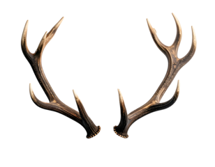 Rustic brown deer antlers on a black background, natural and detailed.