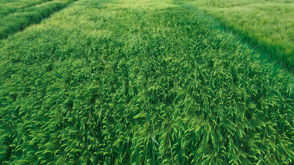 Bright green crop field in summer sunlight