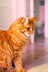 Cute purebred kitten with bright eyes