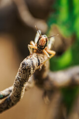 Detail of the desert locust insect.
