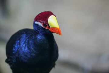 Detail of the head of the purple plantain-eater bird.
