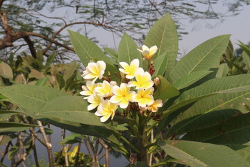 frangipani flower plant on farm