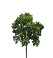 An image of a tree; a solitary tree on a white background.