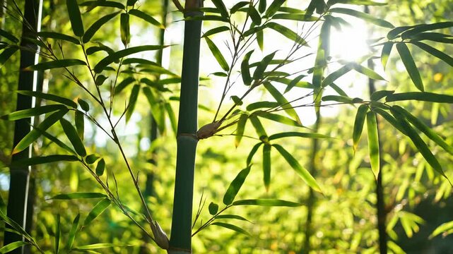Sunlight Filtering Through Bamboo Forest Canopy, Green Leaves